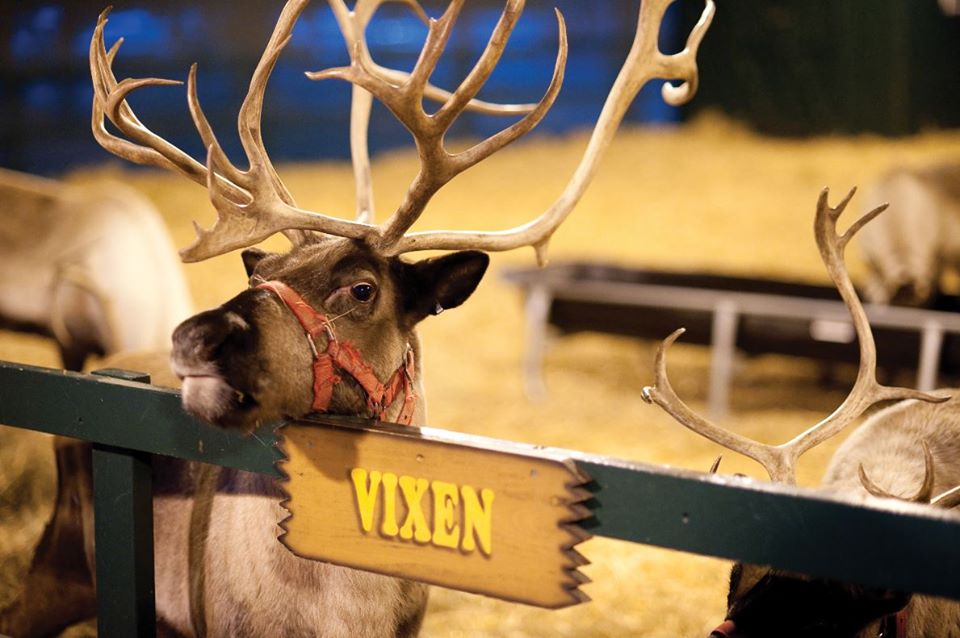 Live Reindeer at Hersheypark